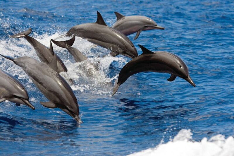 big-island-3-hour-waikoloa-snorkeling-sailing-adventure