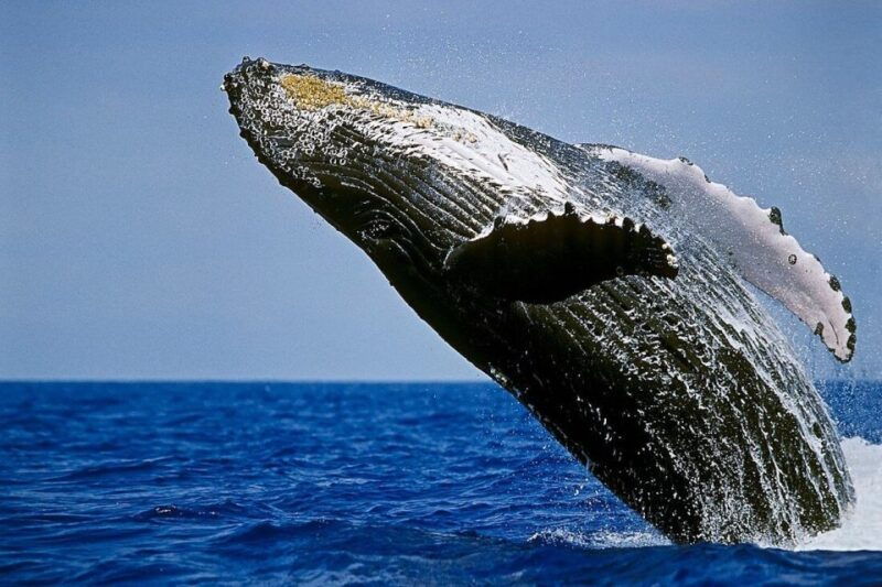 big-island-kona-whale-watching-tour