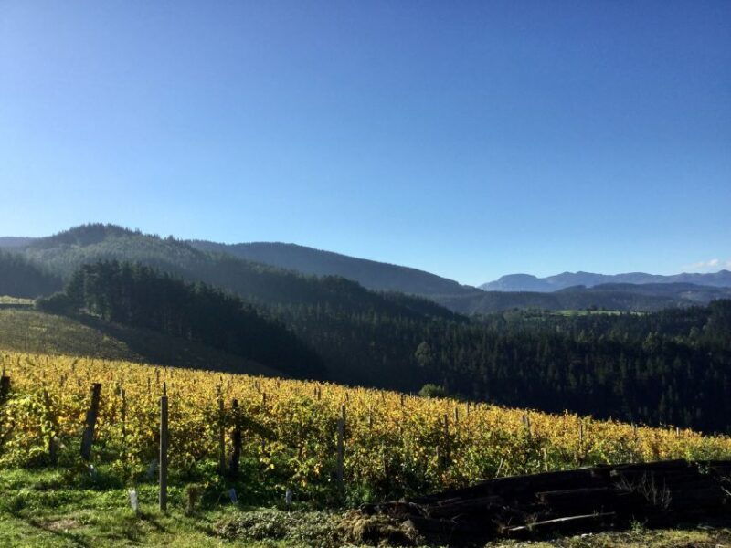 bilbao-txakoli-wine-tour-2