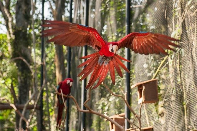 bird-park-iguassu-brazilian-side-from-puerto-iguazu-hotels-private-tour