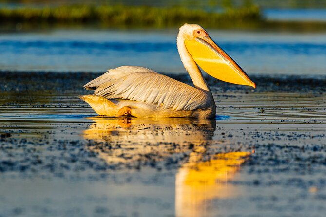 bird-watching-in-danube-delta-private-day-tour-from-bucharest