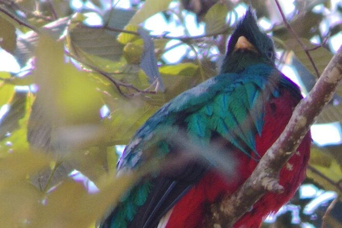bird-watching-in-san-gerardo-de-dota-from-san-jose-alajuela