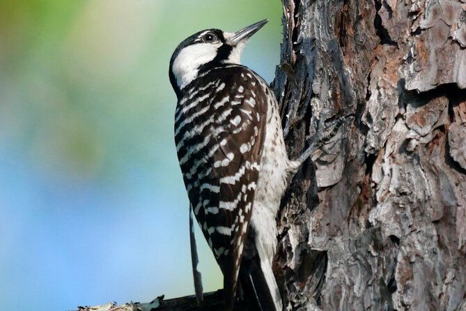 birding-and-wildlife-tour-of-floridas-treasure-coast