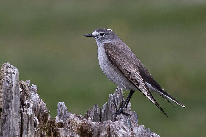birding-in-garibaldi-pass
