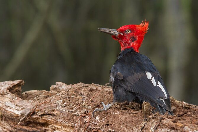 birding-ushuaia-tierra-del-fuego-national-park