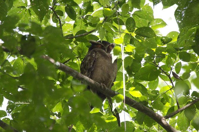 birding-watching-tour-from-san-jose