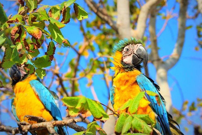 birdwatching-national-aviary-cartagena-de-indias