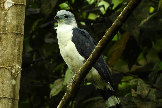 birdwatching-tour