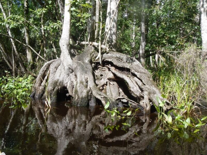 blackwater-creek-exclusive-nature-escape-kayak-adventure