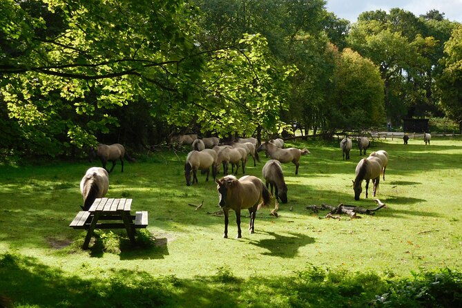bloemendaal-highlights-guided-bike-tour-close-to-amsterdam