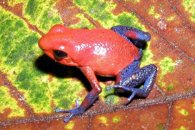 blue-river-waterfall-and-rainforest-full-day-tour