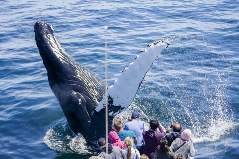 boston-whale-watching-catamaran-cruise