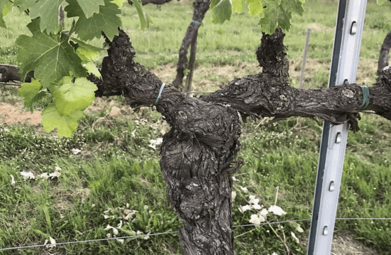 boutique-winery-visit-wine-tasting-near-arezzo