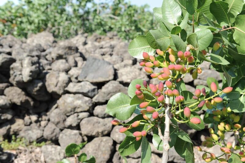 bronte-tour-and-tasting-in-the-pistachio-plantations