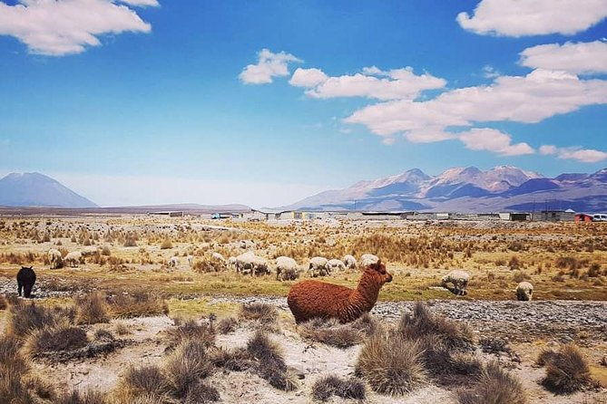 bus-from-puno-to-chivay-with-stops