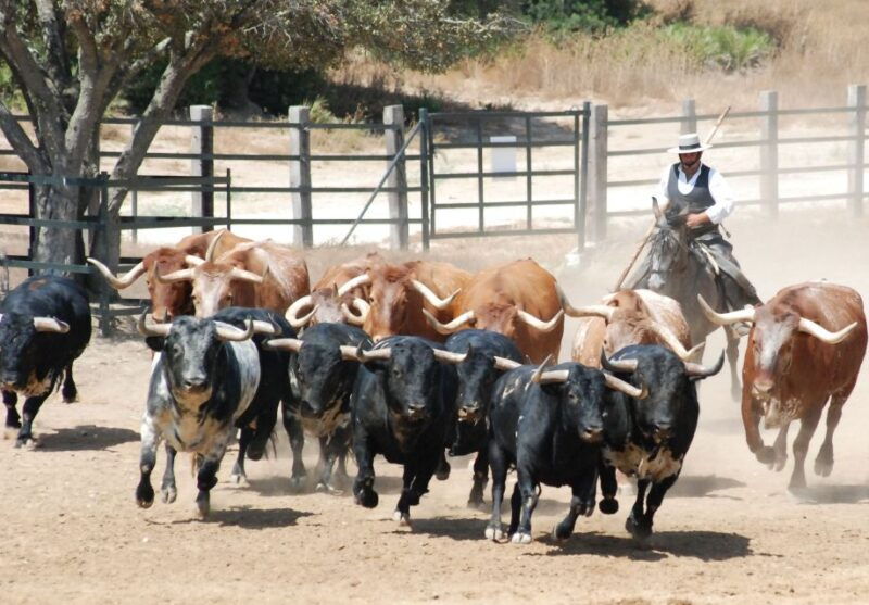 cadiz-andalusian-horses-and-bulls-country-show