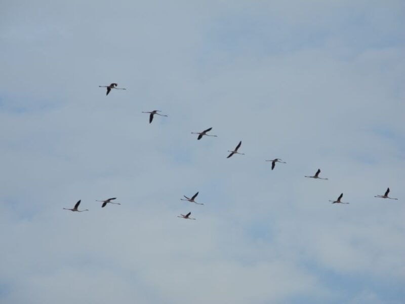 cagliari-bike-tour-in-the-flamingo-oasis