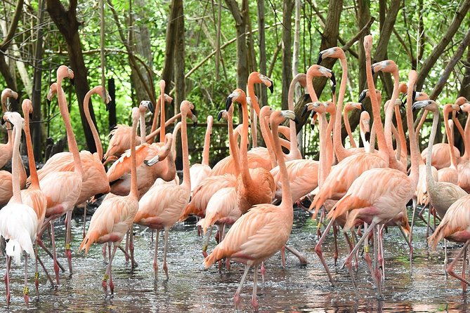 cartagena-private-aviary-tour