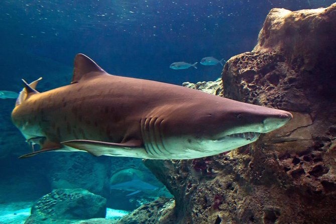 chania-childrens-day-cretaquarium-dinosauria-and-labyrinth-park