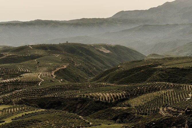 chania-luxuries-secrets-of-wine-and-olive-oil-tastings