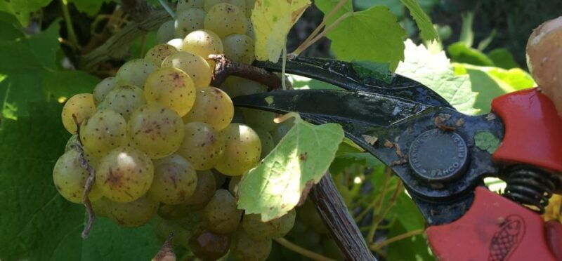 chateau-du-bois-huaut-cellar-tour-and-wine-tasting-class