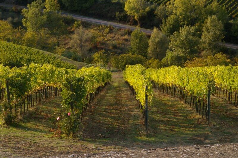 chianti-siena-s-gimignano-wine-tasting-private-tour