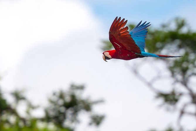 chuncho-macaw-clay-lick-full-day