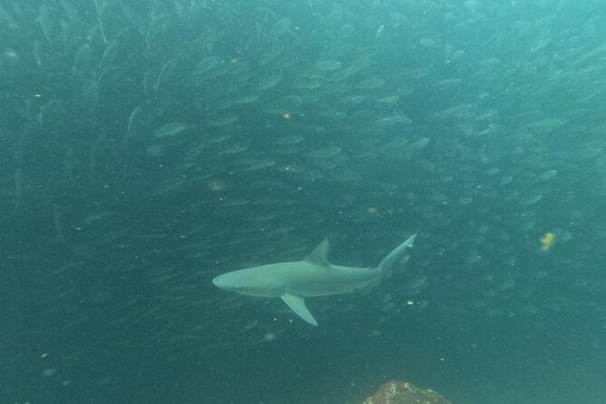 cig-discovery-diving-tour