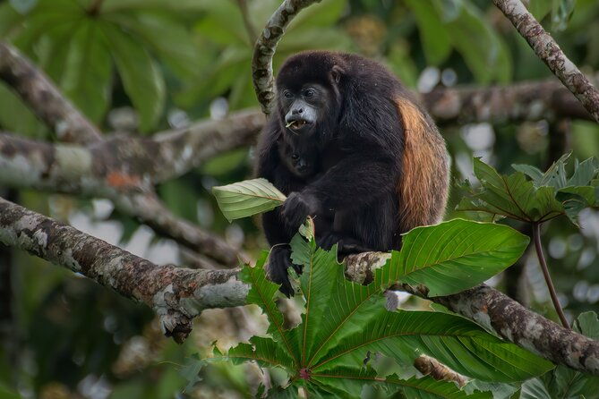 cloud-forest-natural-history-tour