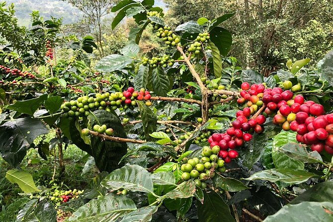 coffee-farm-and-salento-walking-tour-4