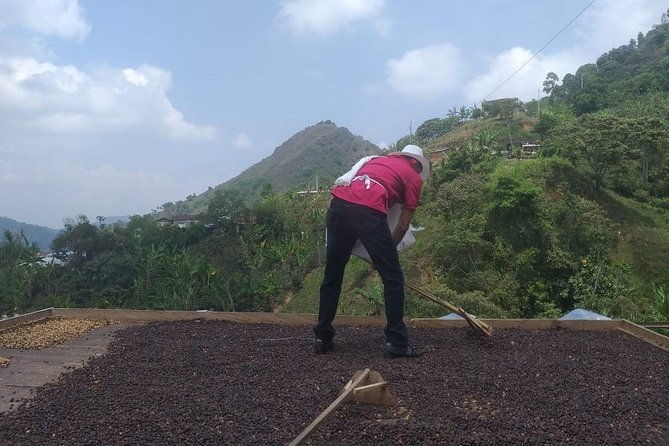 coffee-tour-medellin-2