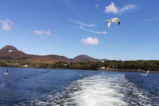 connemara-inishturk-island-wildlife-watching-cruise-private-guided-full-day