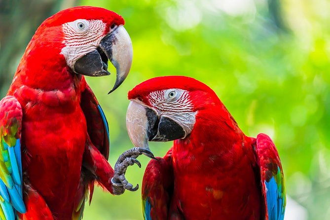 corcovado-deluxe-arenal-volcano-expedition-8d-7n-vacation-package