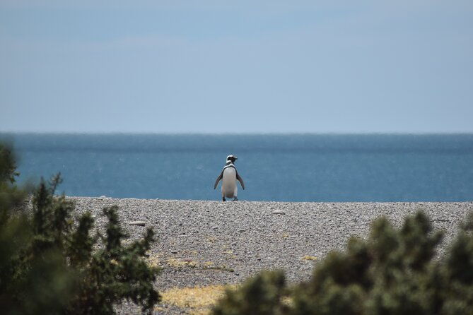 cruise-excursion-to-punta-tombo-from-puerto-madryn