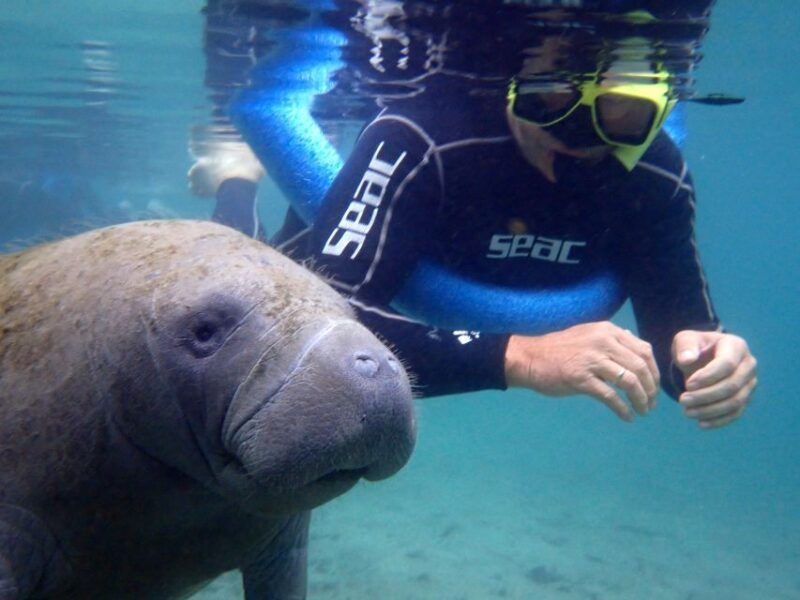 crystal-river-manatee-snorkel-tour-w-in-water-photographer