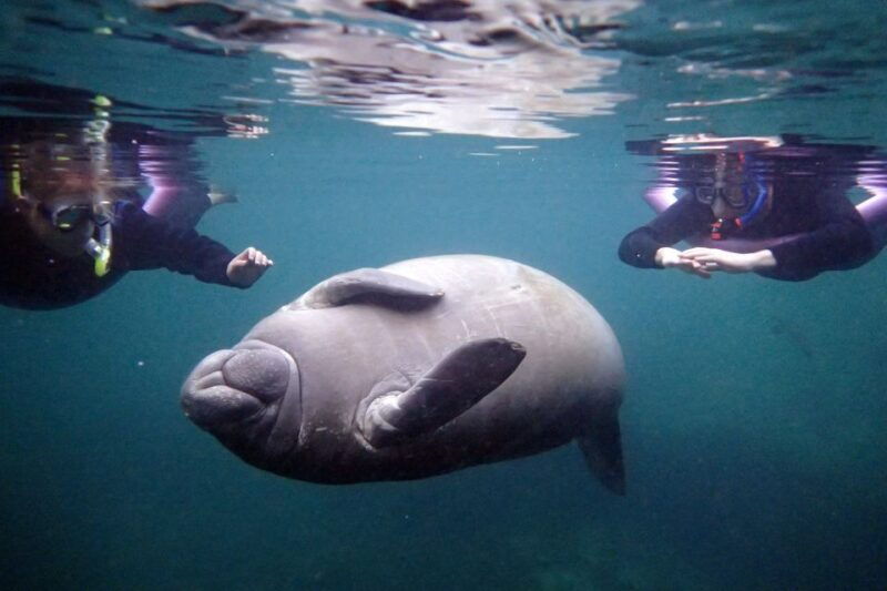 crystal-river-snorkel-with-manatees-dolphin-airboat-trip