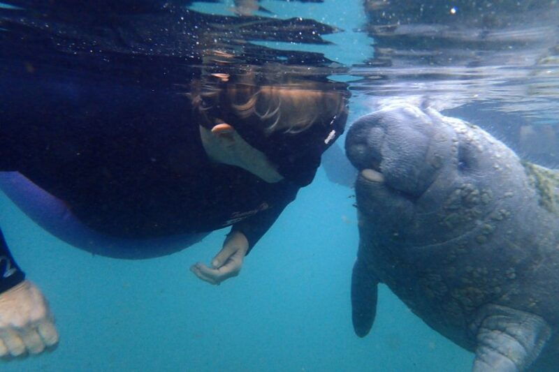 crystal-river-vip-manatee-swim-w-in-water-photographer