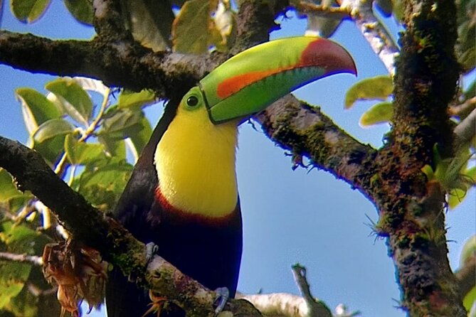 curicancha-birdwatching-tour-2