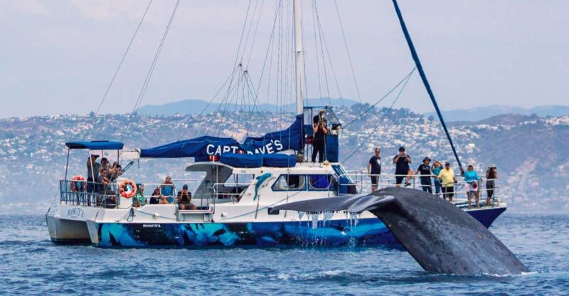 dana-point-dolphin-whale-watching-with-underwater-viewing
