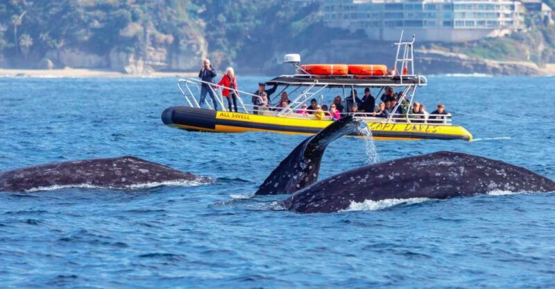 dana-point-fast-fun-zodiac-style-dolphin-whale-watching