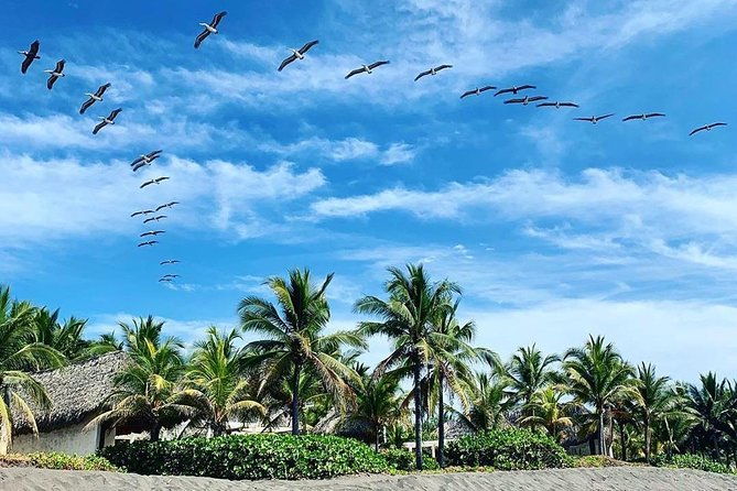 day-tour-between-mangroves-fishing-black-sand-beach-activities-lunch