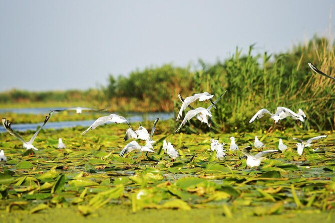 day-trip-from-bucharest-to-danube-delta