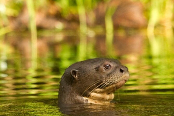 deep-yasuni-wildlife-experience