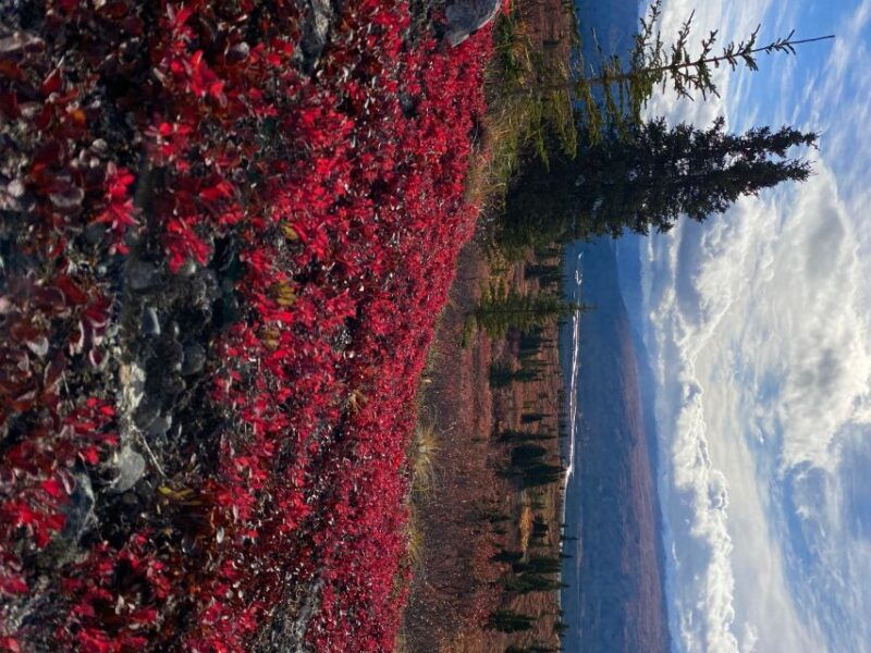 denali-5-hour-guided-wilderness-hiking-tour