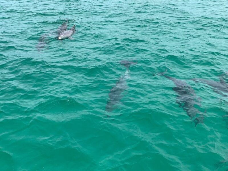 destin-snorkeling-cruise-with-2-stops-and-dolphin-watching