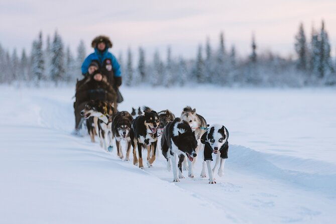 dog-sledding-excursion-to-kiruna