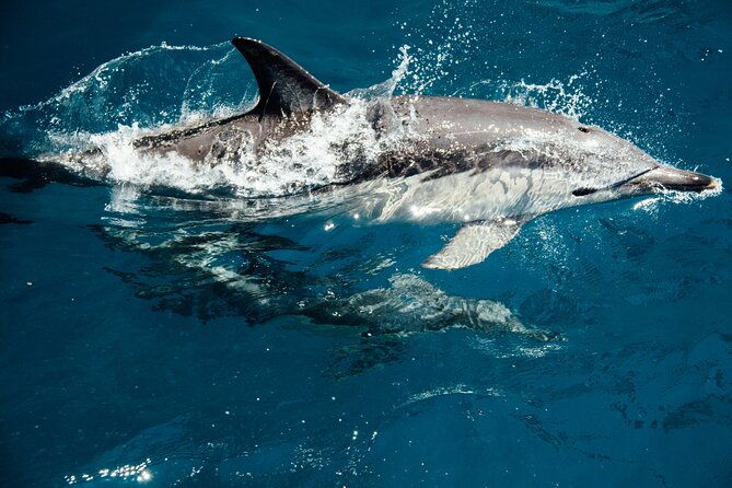 dolphin-adventure-in-sotogrande-with-drink-included