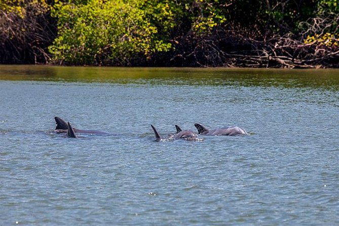 dolphin-watching-experience-in-puerto-el-morro-from-guayaquil