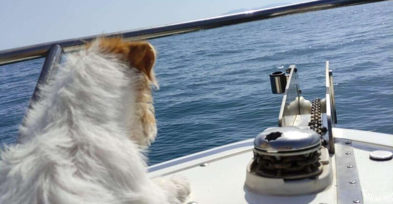 dolphin-watching