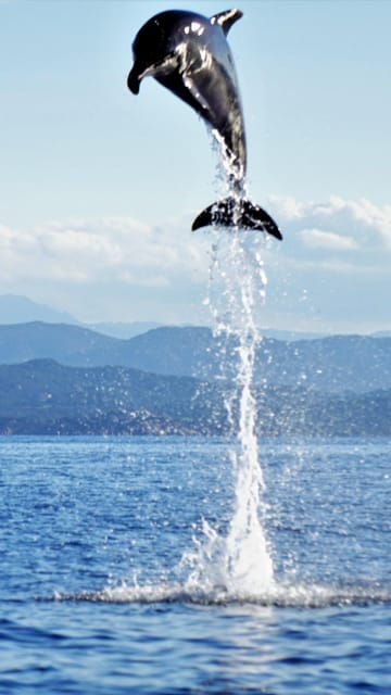 dolphins-dolphin-sightseeing-tour-and-cape-figari-by-dinghy